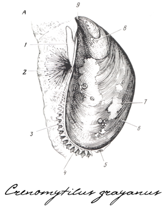 Crenomytilus grayanus